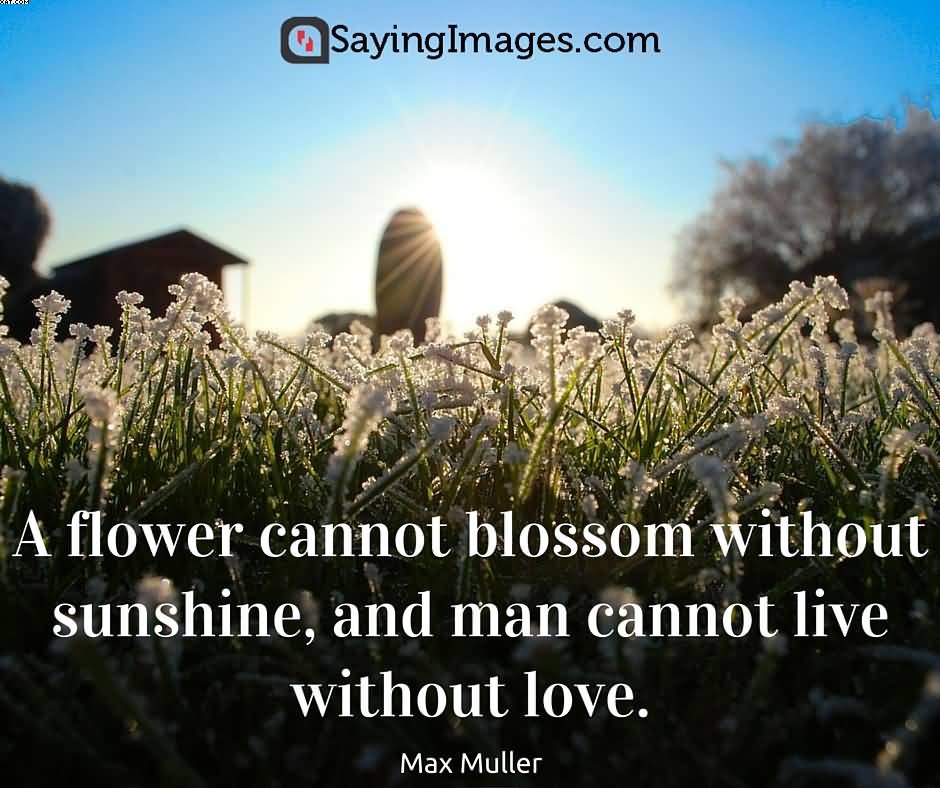 A flower cannot blossom without sunshine Nature and Earth Quotes