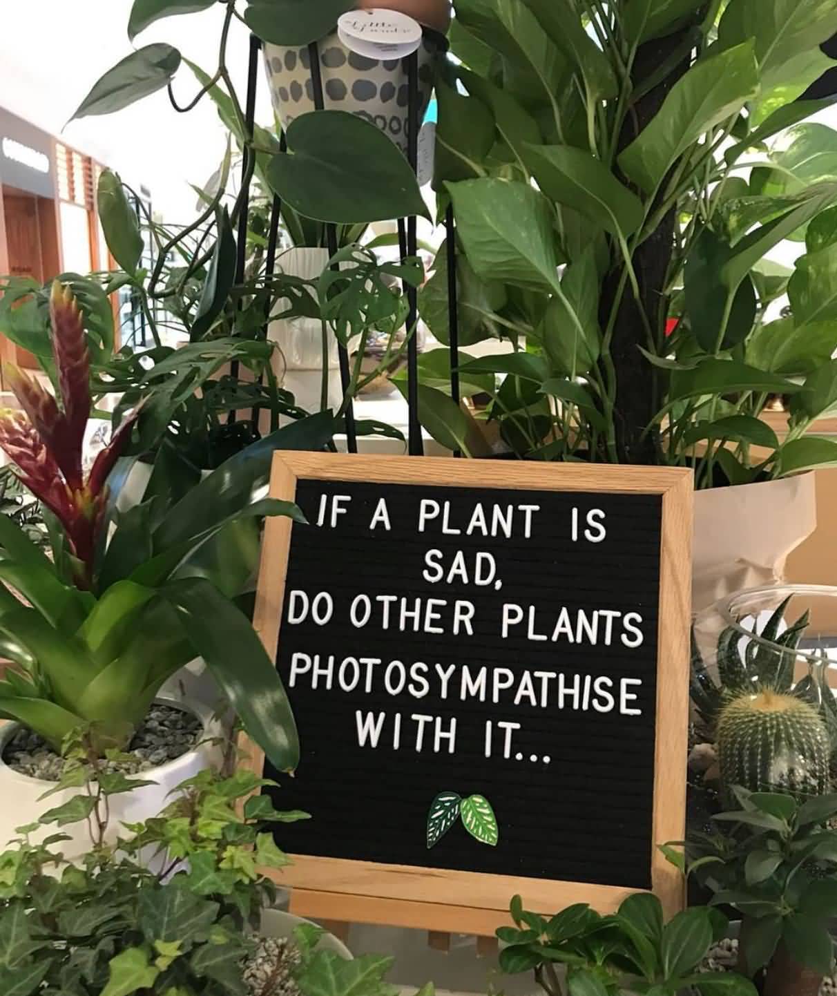 If A Plant Is Sad Plant Quotes