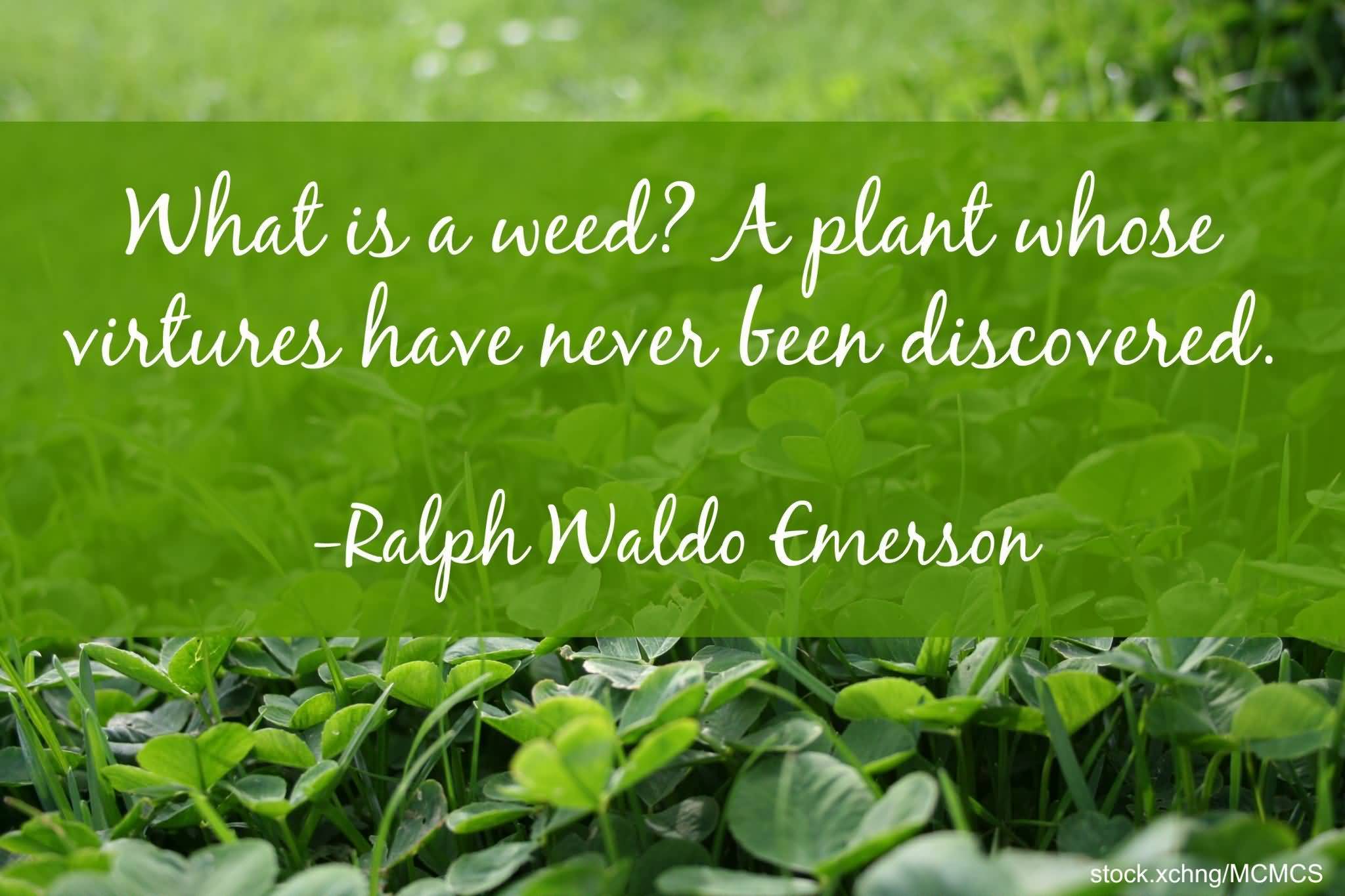 What Is A Weed Plant Quotes
