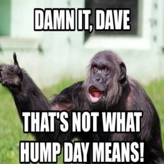 Damn It Dave That's Not What Hump Day Meme