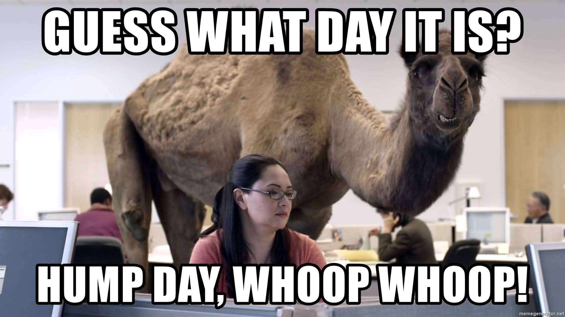 33 Happy Hump Day Meme Wishes And Images Preet Kamal 