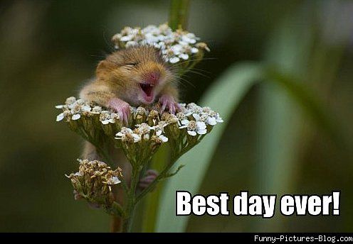 Best Day Ever! Flower Meme