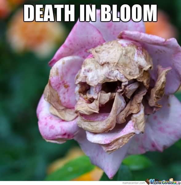 Death In Bloom Flower Meme