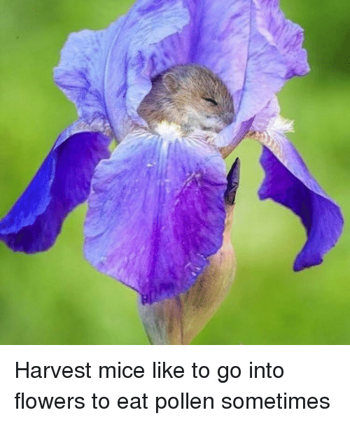 Harvest Mice Like To Flower Meme