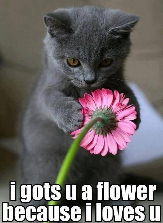 I Gots U A Flower Because Flower Meme