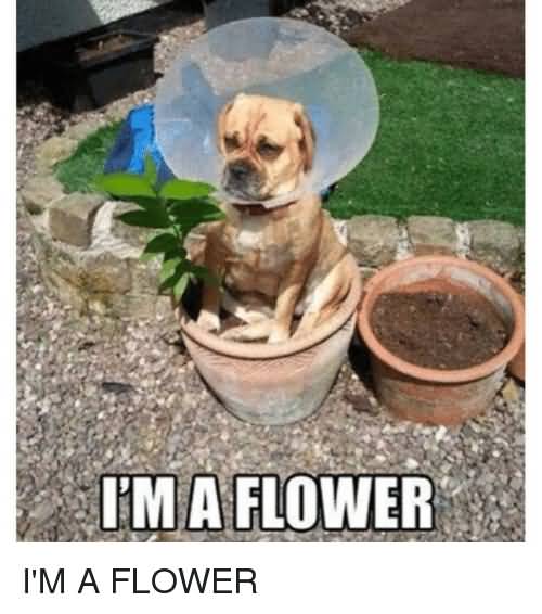 I'm A Flower Flower Meme