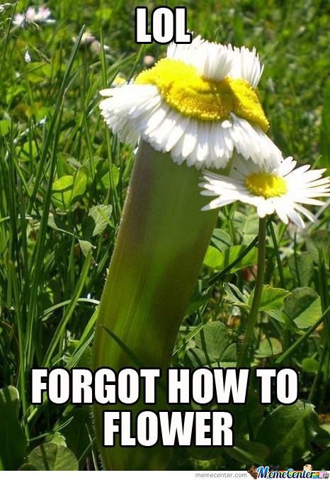 Lol Forget How To Flower Meme