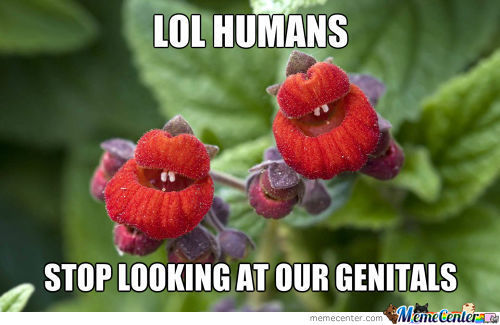 Lol Humans Stop Looking Flower Meme