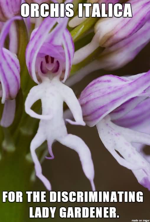 Orchis Italica For The Flower Meme