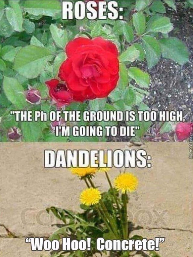 The Ph Of The Ground Flower Meme