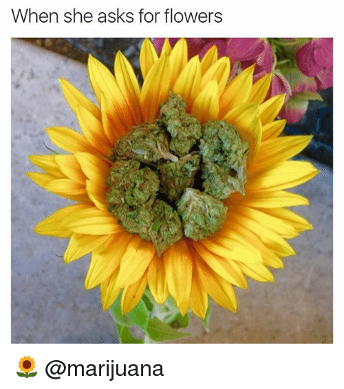 29 Flower Meme That Make You Laugh All Day - Preet Kamal