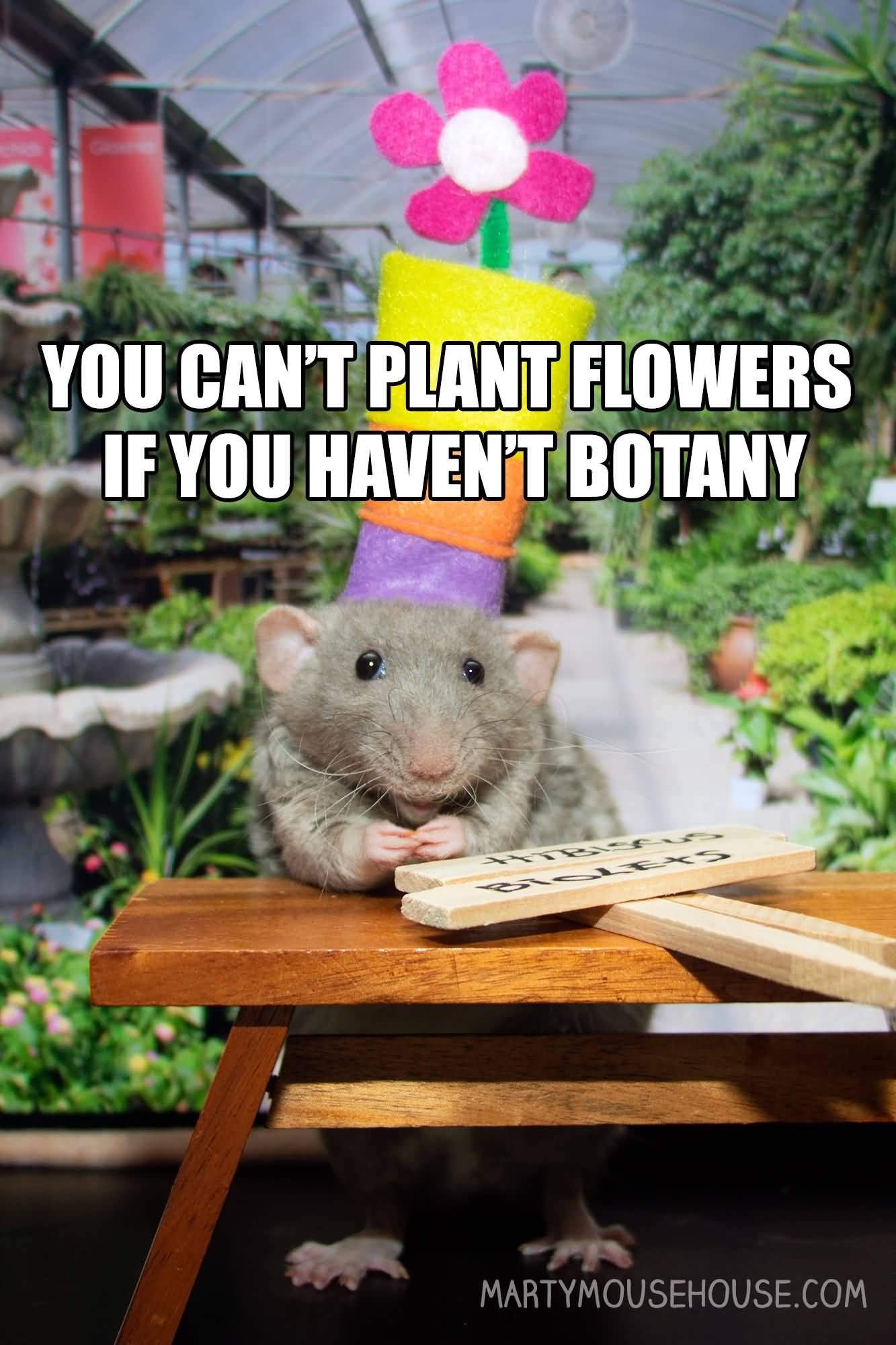 You Can't Plant Flowers Flower Meme