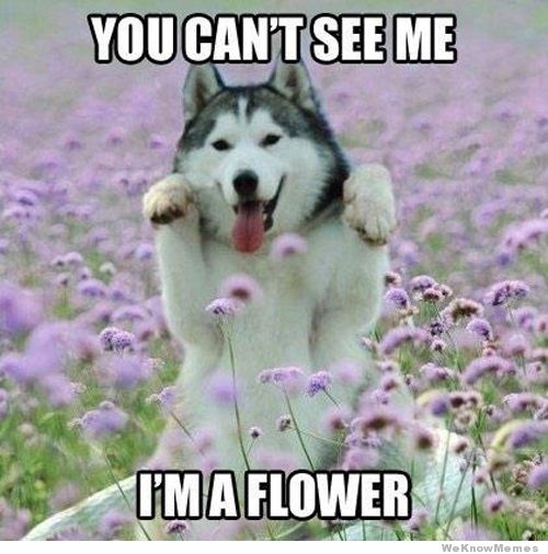 You Can't See Me Flower Meme